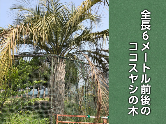 ココスヤシの木
