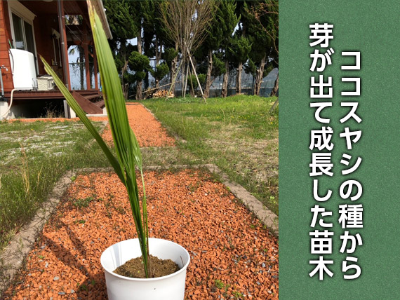 ココスヤシの苗木
